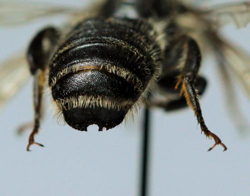 Megachile ericetorum